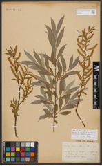 Foto von Salix alba L.